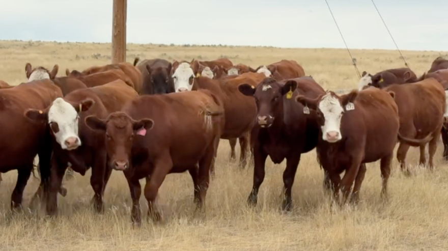 45 Head of Red Angus and Red Baldy-BH828D5
